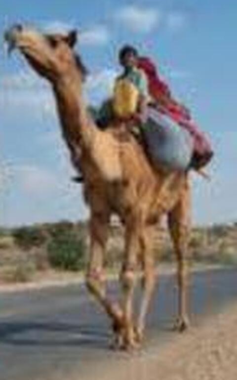 ٿۯ رو اُٺ
